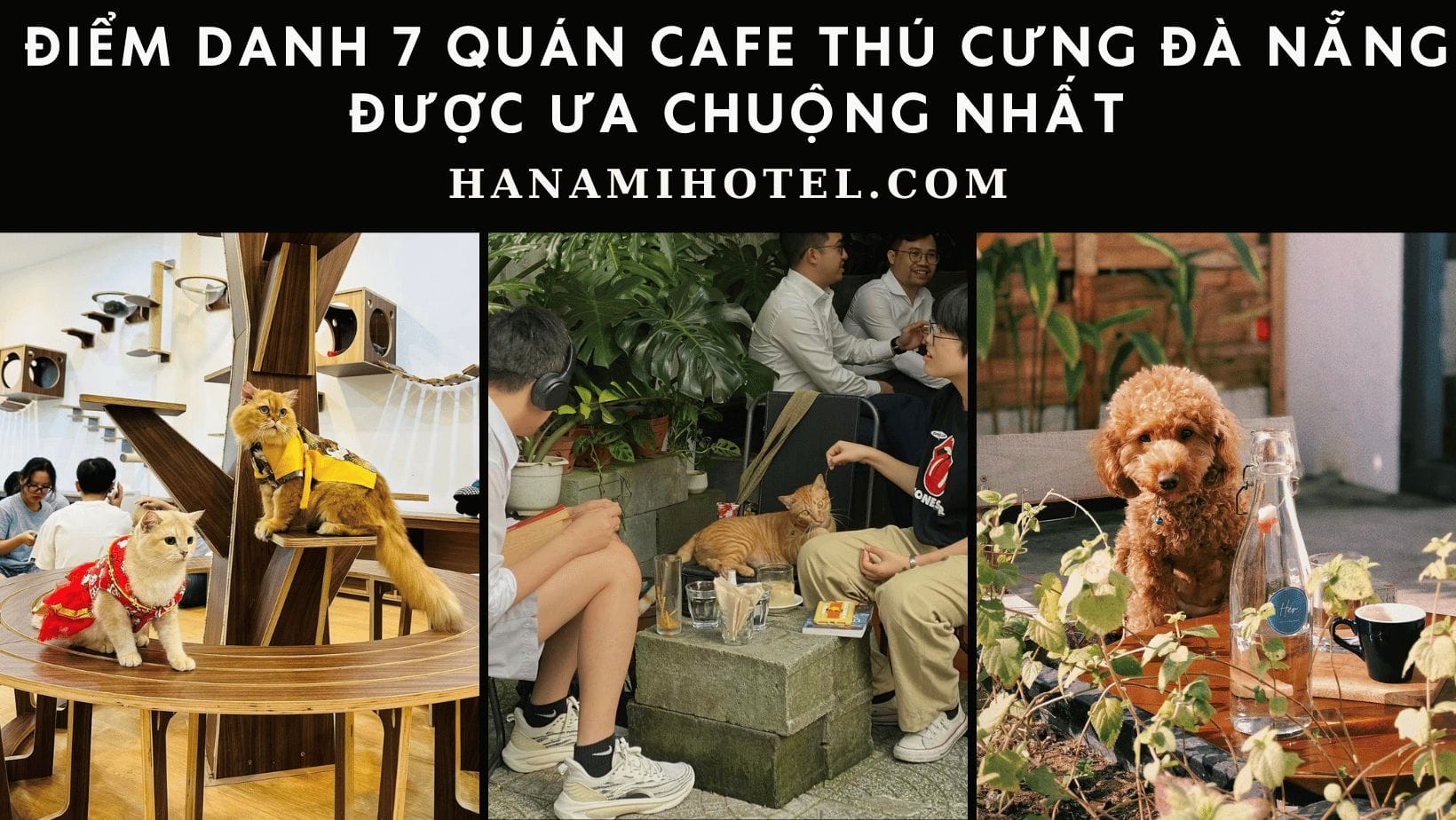 ĐIỂM DANH 7 QUÁN CAFE THÚ CƯNG ĐÀ NẴNG ĐƯỢC ƯA CHUỘNG NHẤT