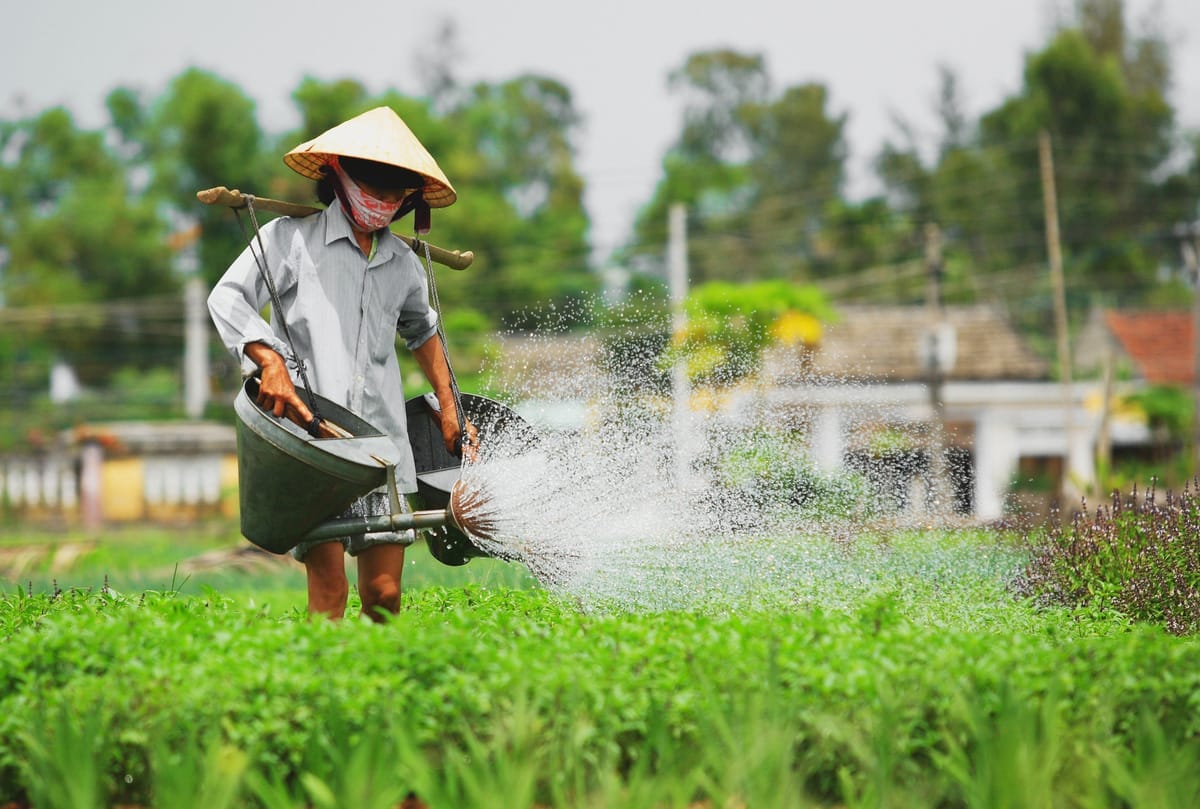 Đánh giá Làng rau Trà Quế – Cẩm Hà, Hội An, Quảng Nam