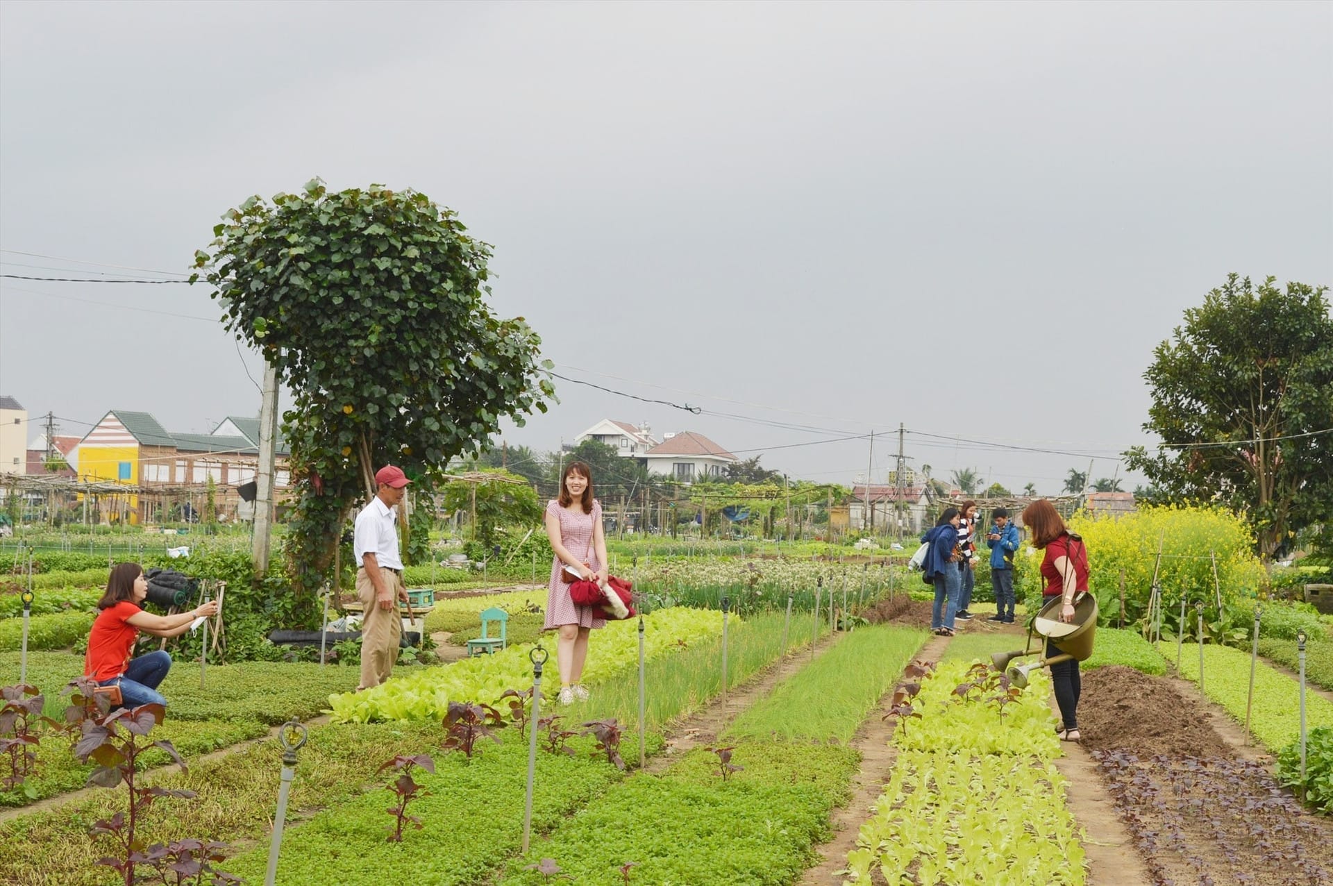 Đánh giá Làng rau Trà Quế – Cẩm Hà, Hội An, Quảng Nam