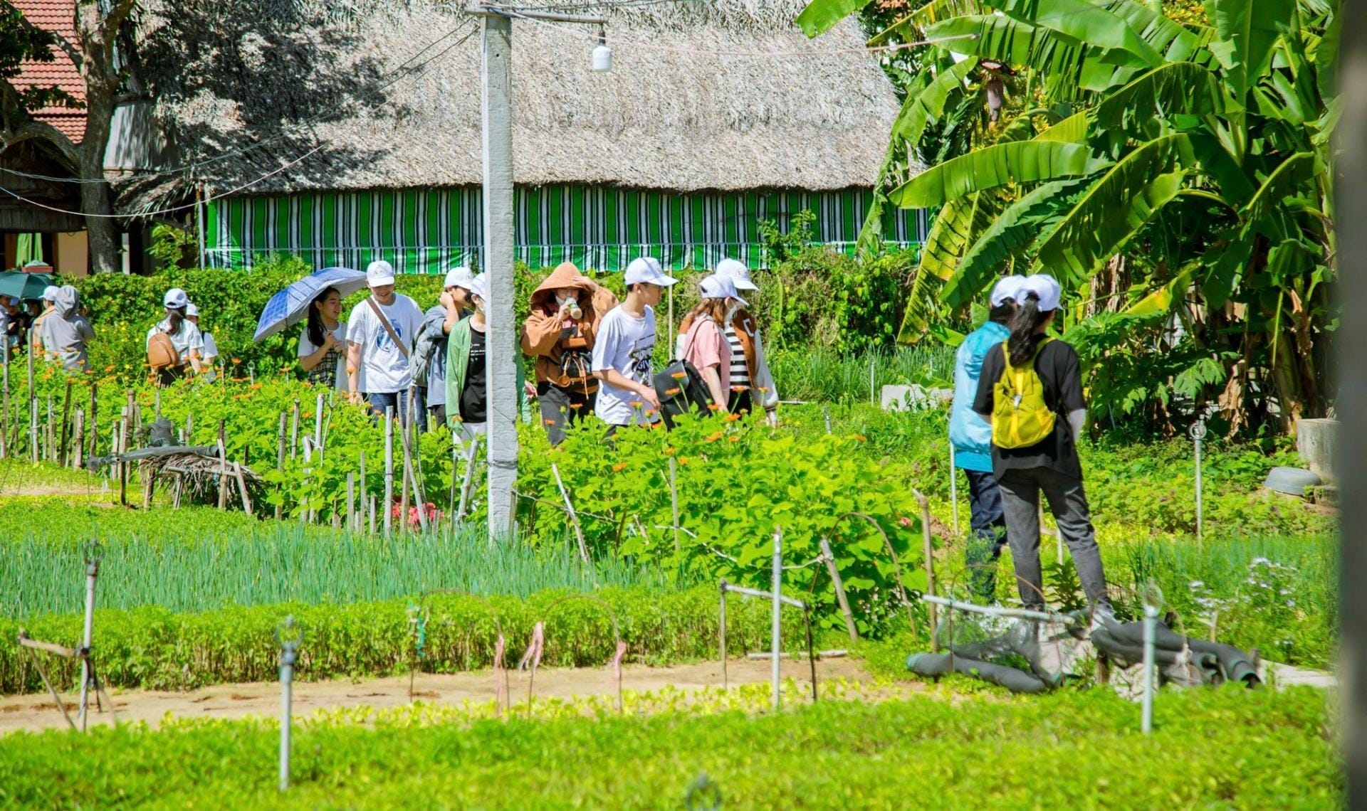 Đánh giá Làng rau Trà Quế – Cẩm Hà, Hội An, Quảng Nam