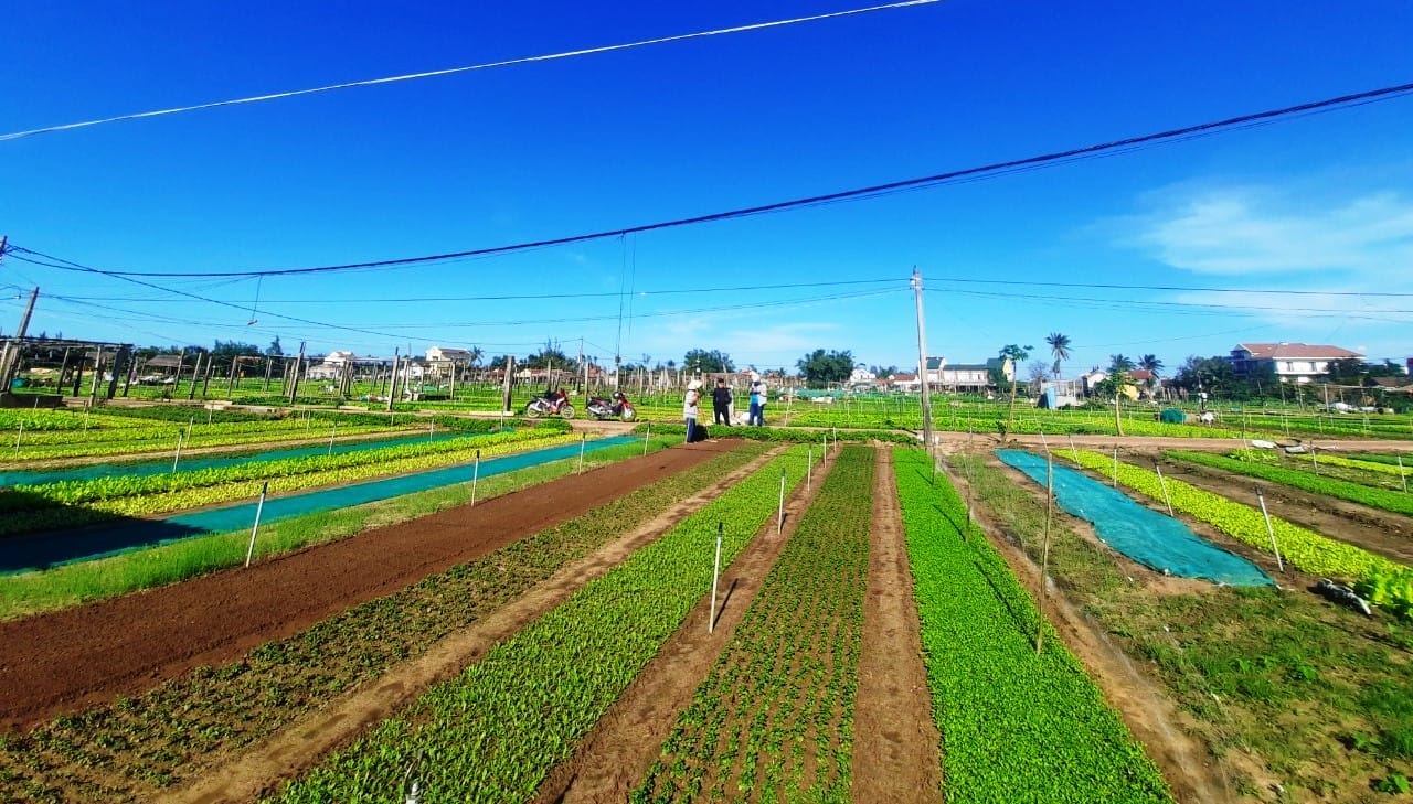 Đánh giá Làng rau Trà Quế – Cẩm Hà, Hội An, Quảng Nam