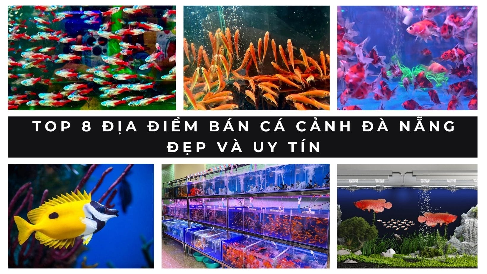 Top 8 địa điểm bán cá cảnh Đà Nẵng đẹp và uy tín 