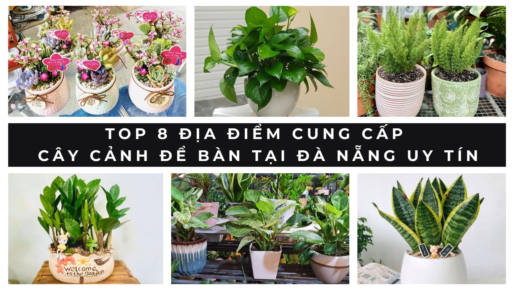 Top 8 địa điểm cung cấp cây cảnh để bàn tại Đà Nẵng uy tín