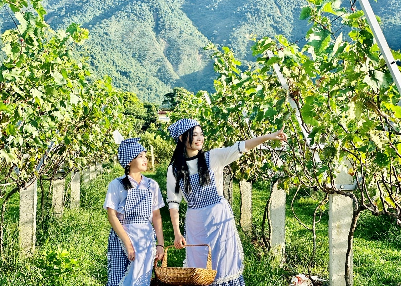 Đánh giá Yên Valley – Vườn Nho Thung Lũng Nam Yên