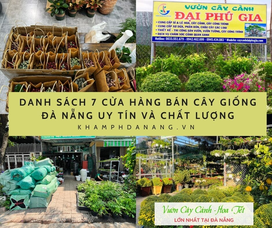 DANH SÁCH 7 CỬA HÀNG BÁN CÂY GIỐNG ĐÀ NẴNG UY TÍN VÀ CHẤT LƯỢNG