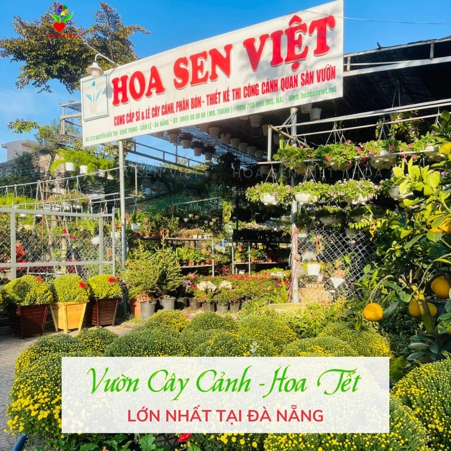 Hoa Sen Việt