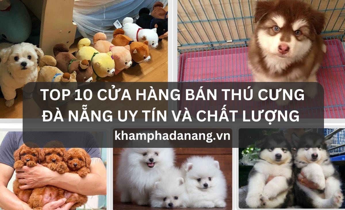 TOP 10 CỬA HÀNG BÁN THÚ CƯNG ĐÀ NẴNG UY TÍN VÀ CHẤT LƯỢNG