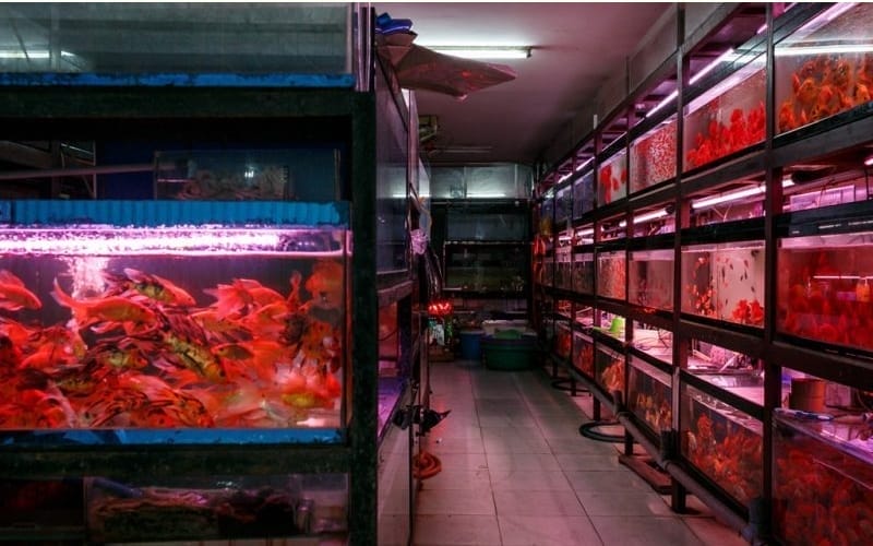bach aquarium cua hang ca canh da nang