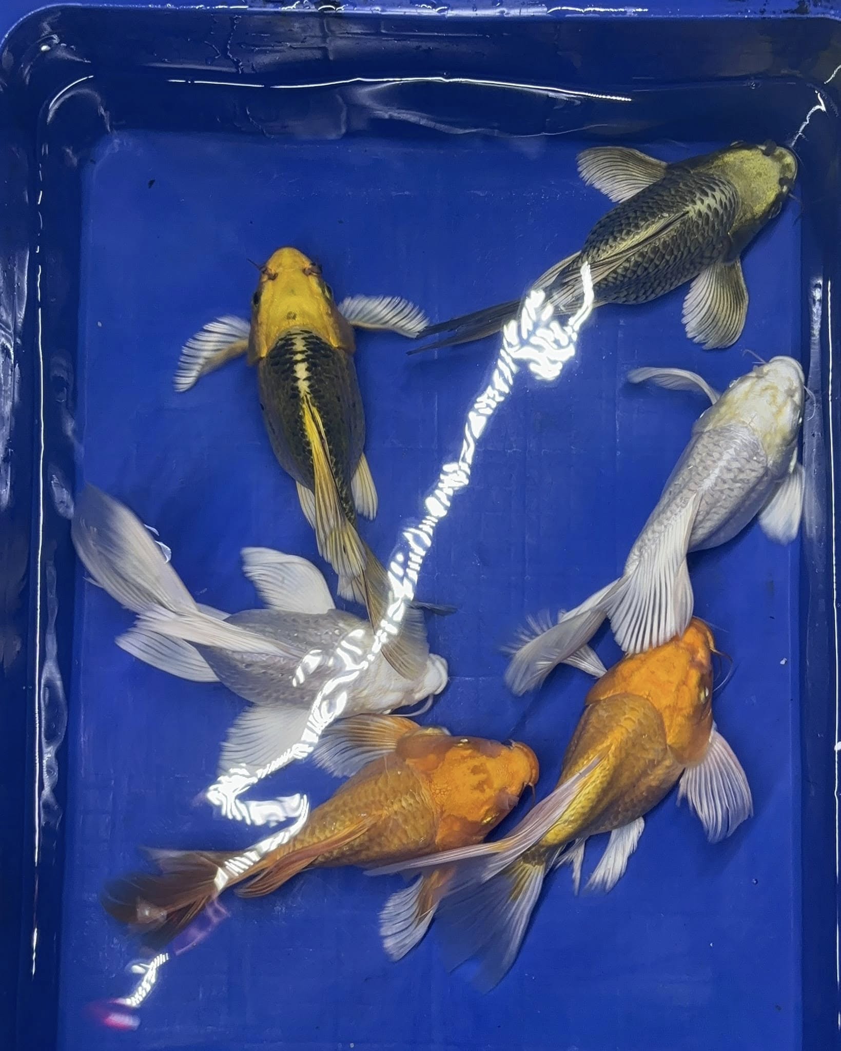 ca canh hai lua