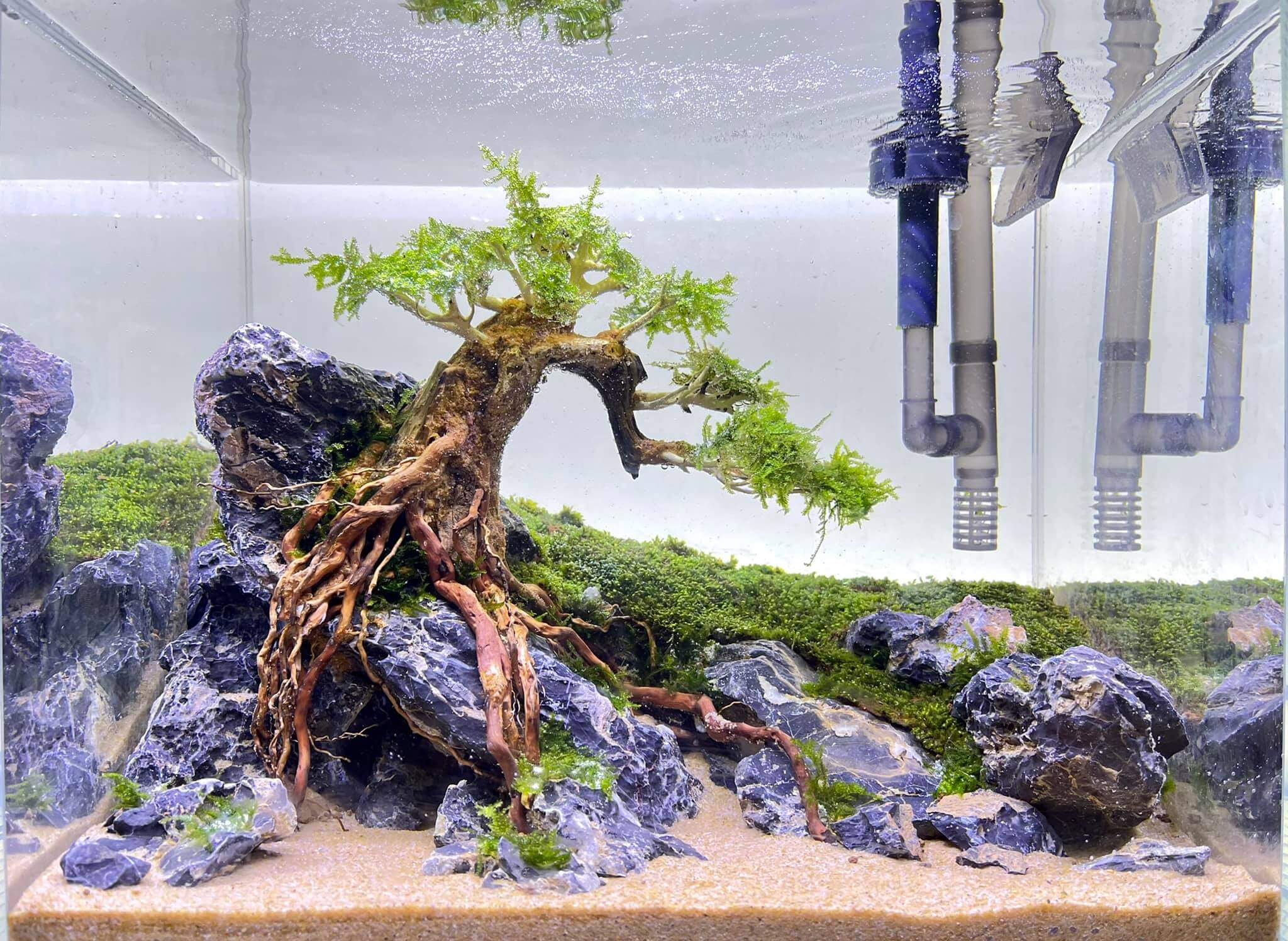 crownz aquarium