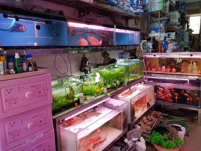 cung guppy farm