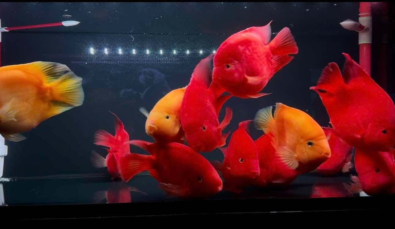 predatory fish